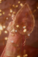 Picture of Guriya Rani